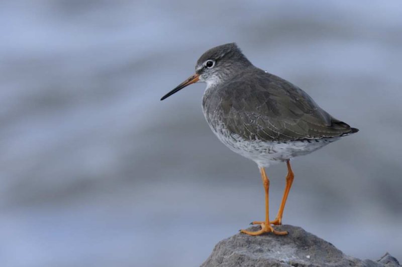 Redshank  Rhos Point Conwy