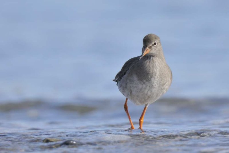 Redshank  Rhos Point Conwy