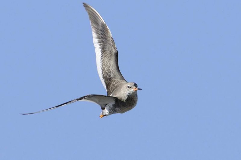 Redshank  Conwy RSPB