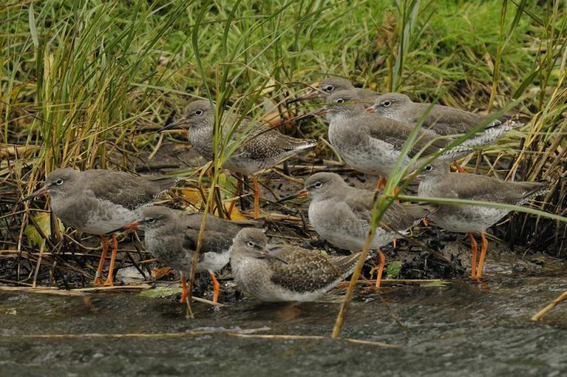 Redshank  Rhos Point Conwy