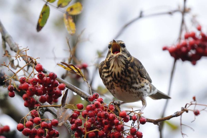 Redwing     Wales