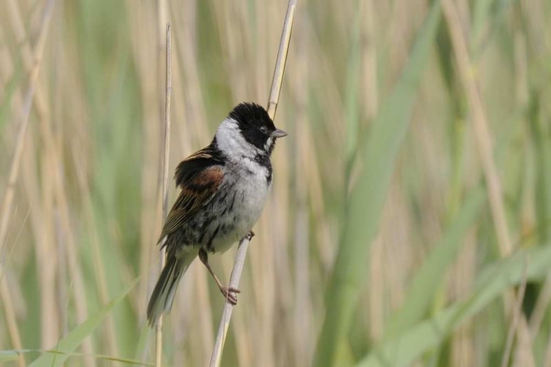Reed Bunting   Wales