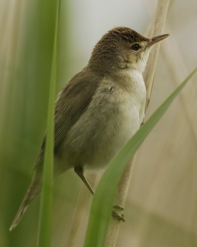 Reed Warbler Conwy RSPB
