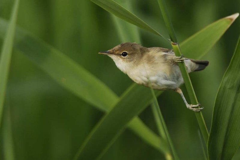 Reed Warbler Conwy RSPB
