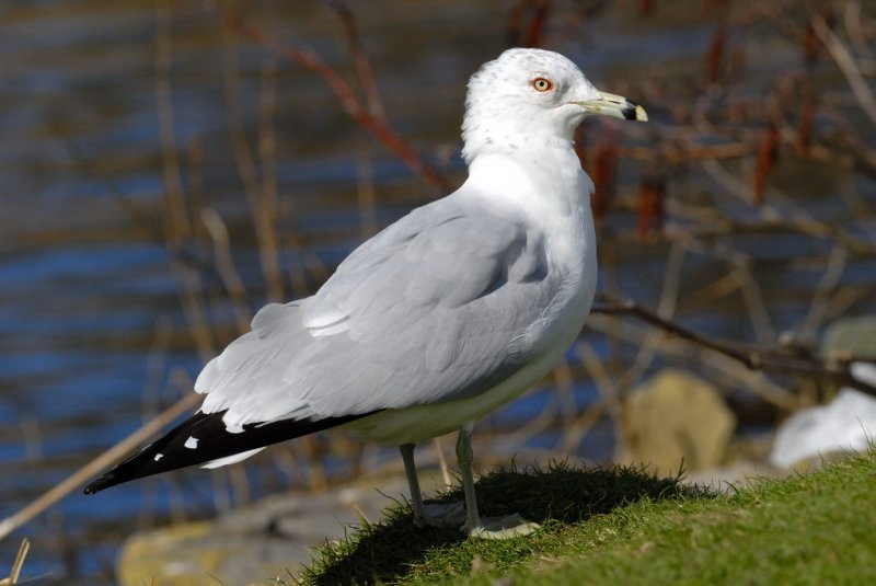 Ring-billed Gull     Wales