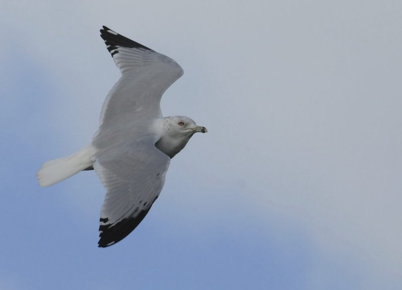Ring-billed Gull     Wales