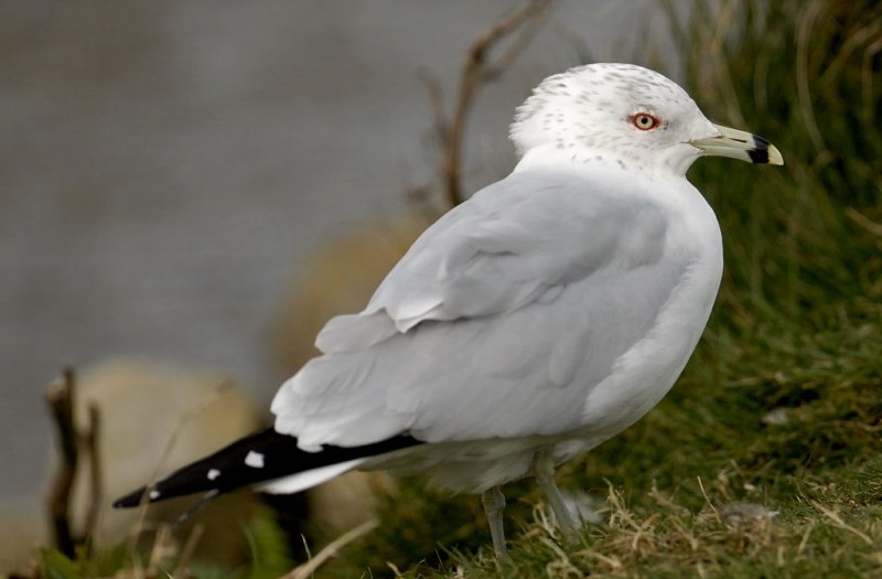 Ring-billed Gull     Wales