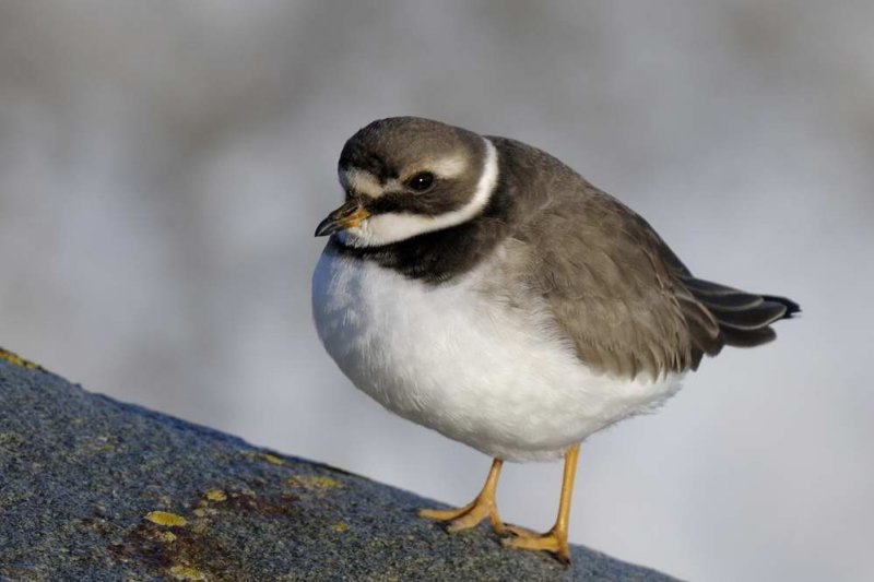 Ringed Plover  Rhos Point Conwy