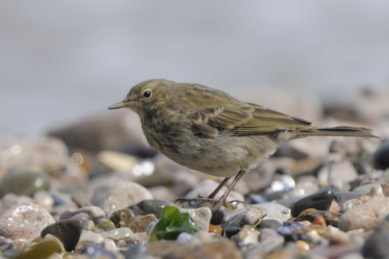 Rock Pipit Penrhyn Beach Conwy