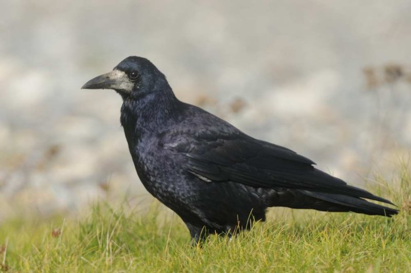 Rook Llandudno