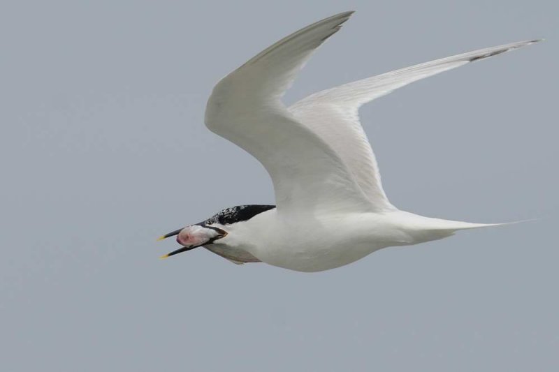 Sandwich Tern Cemlyn Bay Anglesey