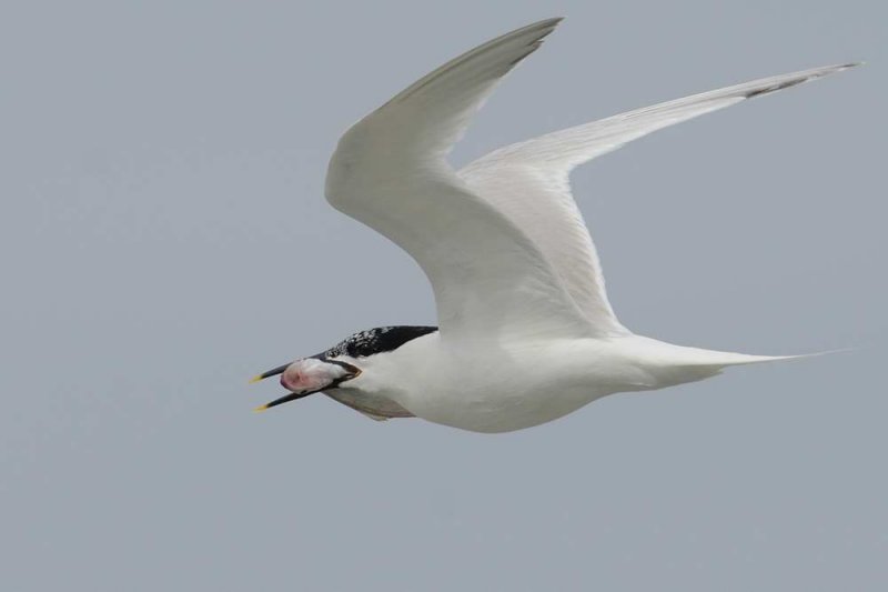 Sandwich Tern  Cemlyn Bay Anglesey