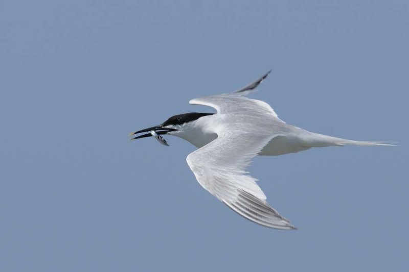 Sandwich Tern  Cemlyn Bay Anglesey