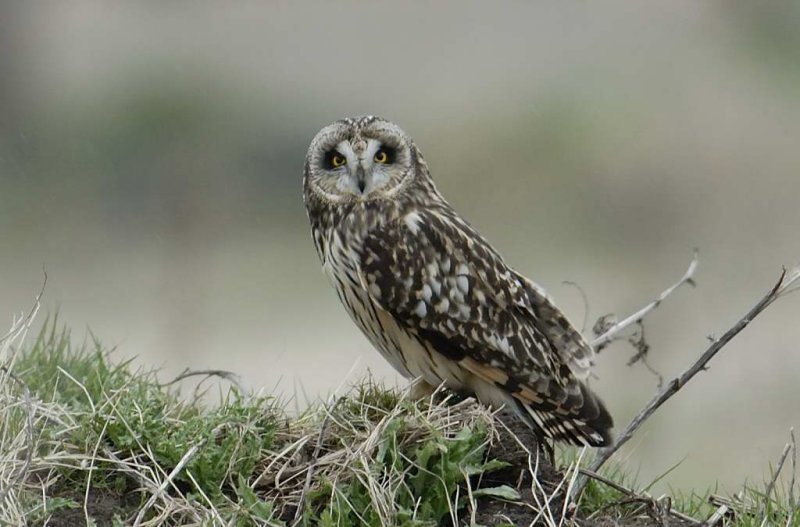 Short-eared Owl    Wales