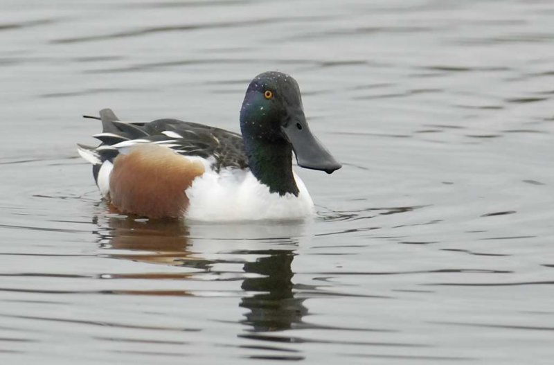 Shoveler  Venus Pool Shropshire