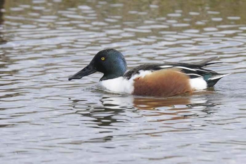 Shoveler  Venus Pool Shropshire