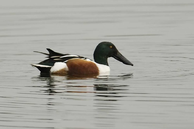 Shoveler  Conwy RSPB