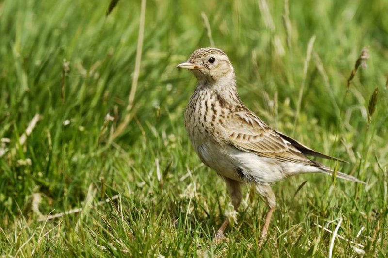 Skylark Llandudno