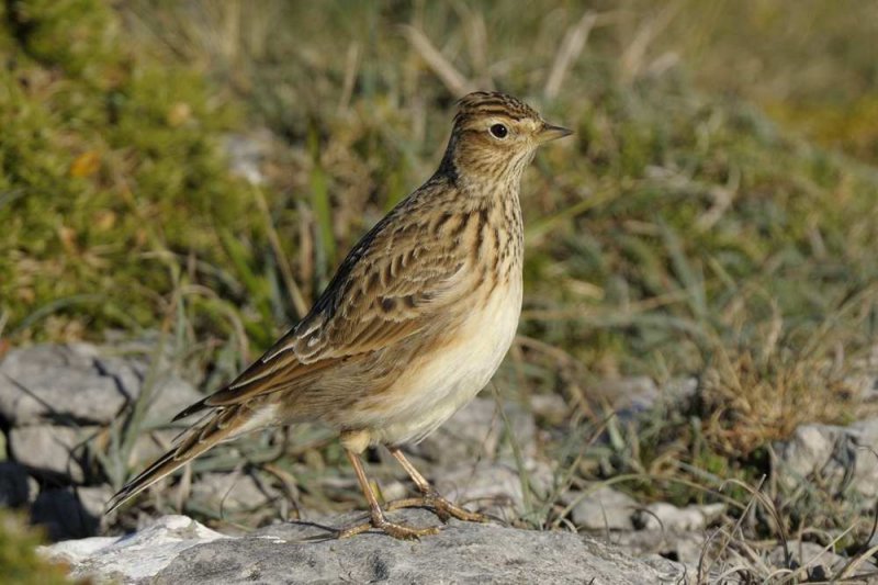 Skylark Llandudno