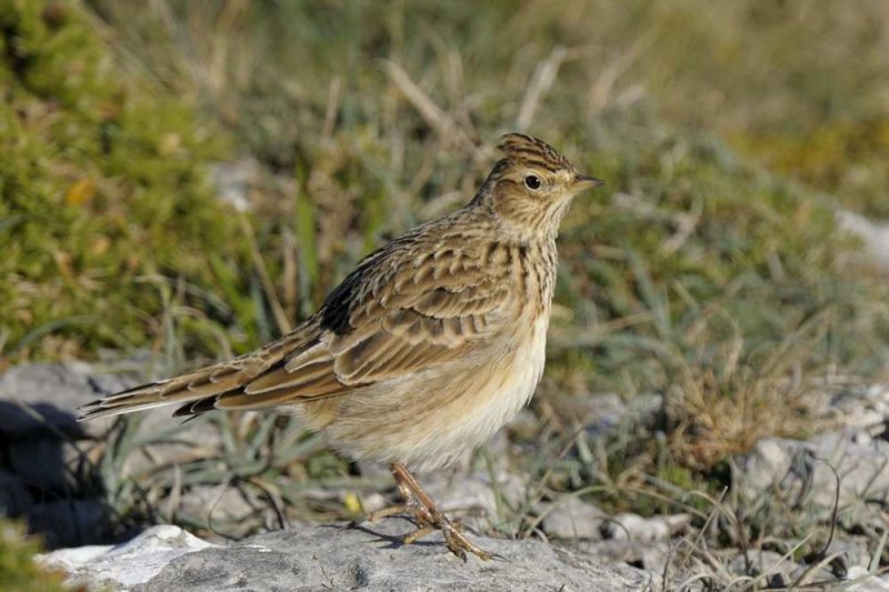 Skylark Llandudno