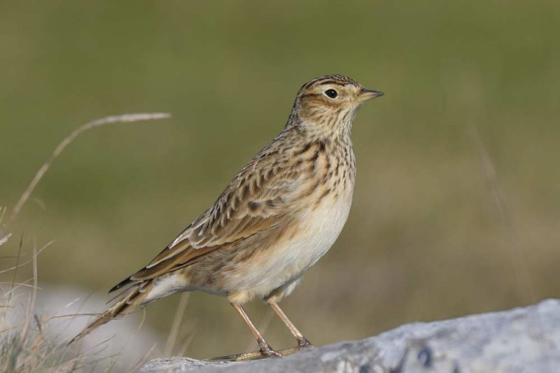 Skylark Llandudno