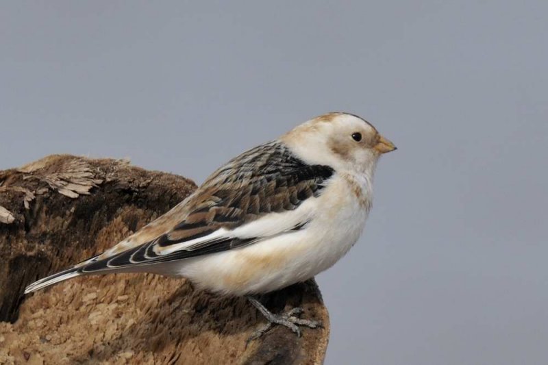 Snow Bunting   Pensarn Beach Conwy