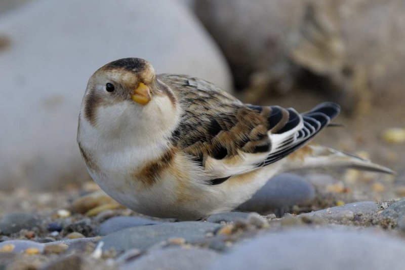 Snow Bunting   Pensarn Beach Conwy