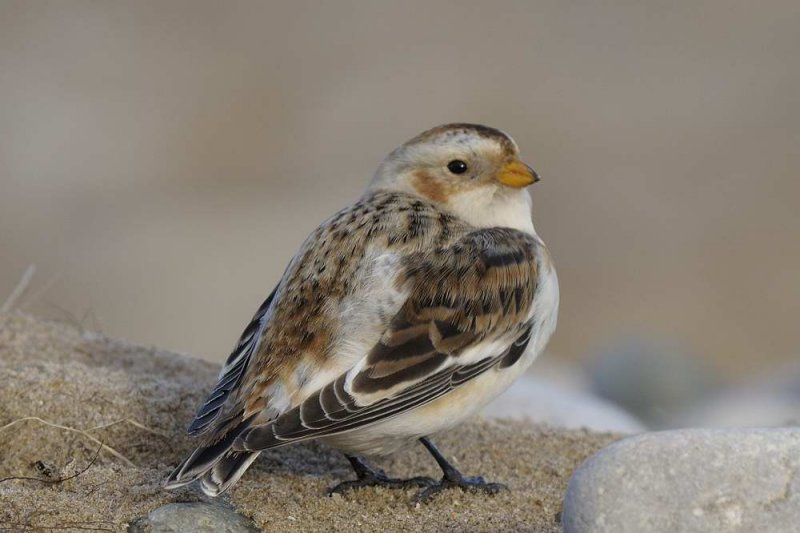 Snow Bunting   Pensarn Beach Conwy