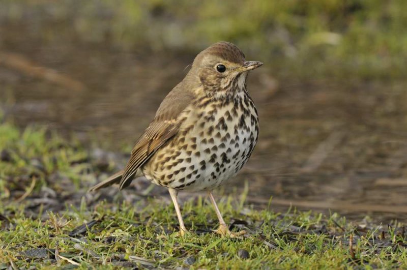 Song Thrush  Conwy RSPB