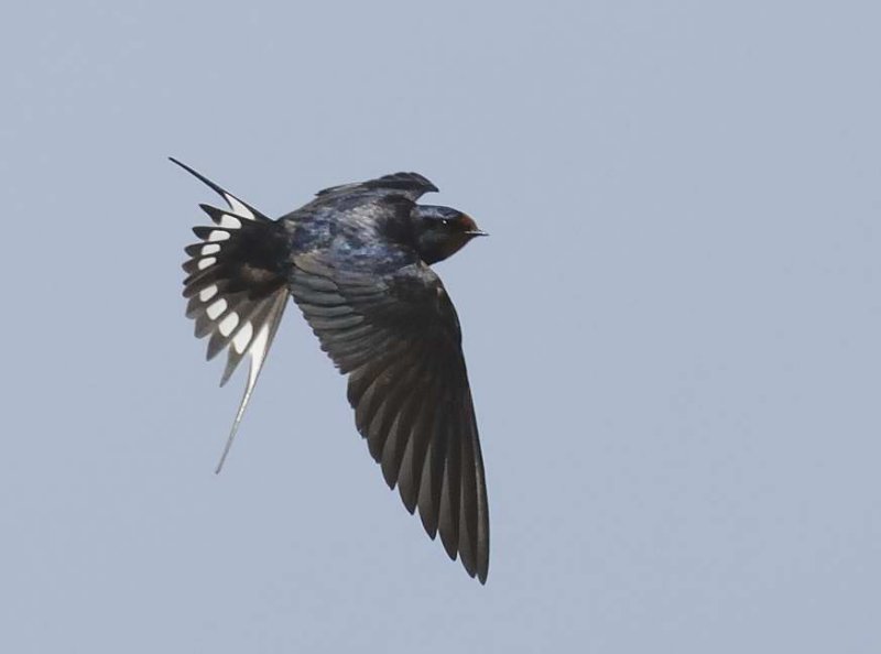 Swallow Aberdaron