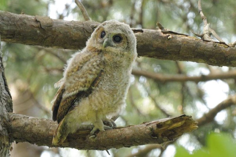 Tawny Owl  Wales