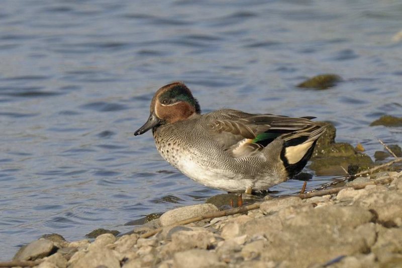 Teal  Conwy RSPB
