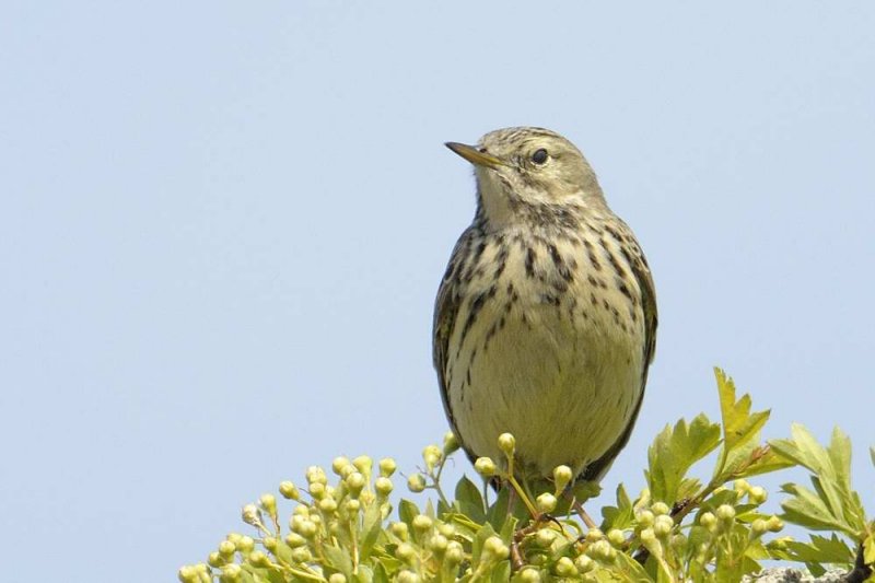 Tree Pipit Conwy Valley