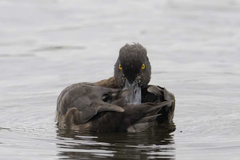 Tufted Duck Conwy RSPB
