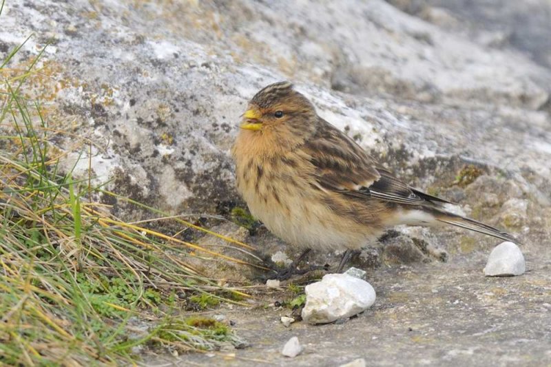 Twite   Llandudno