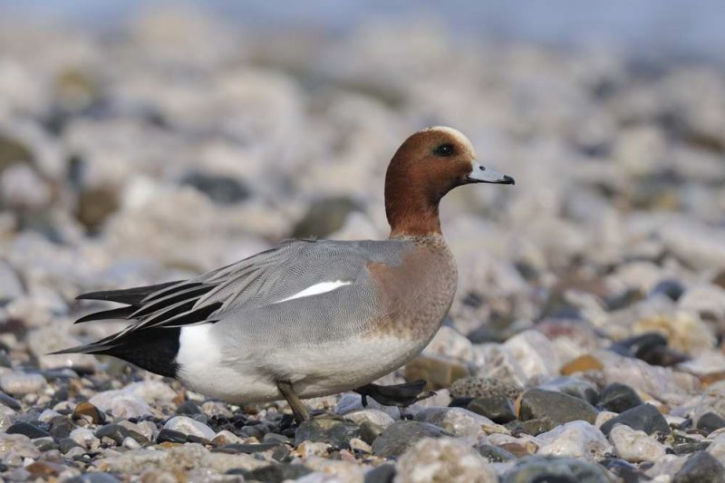 Wigeon    Wales