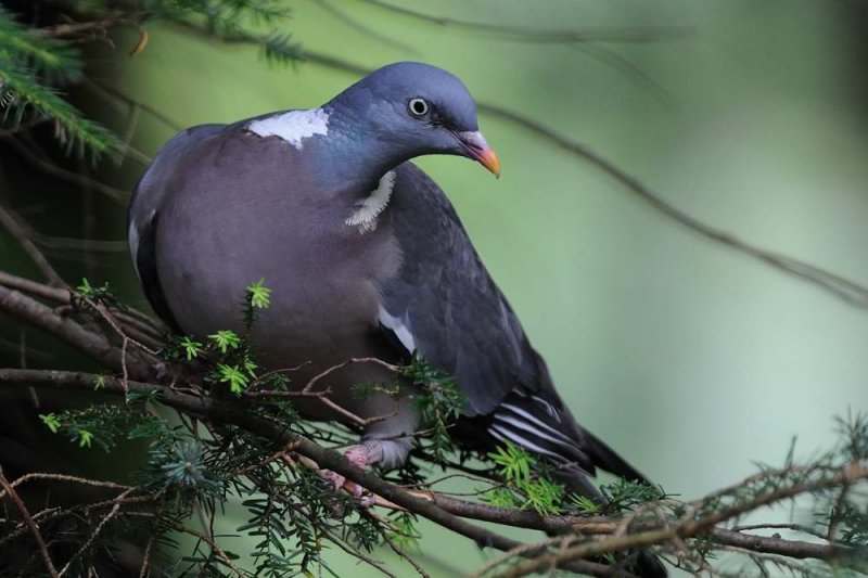 Wood Pigeon  Borrowdale Cumbria