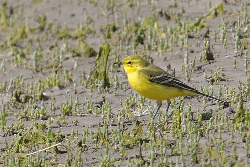 Yellow Wagtail Conwy RSPB,Wales