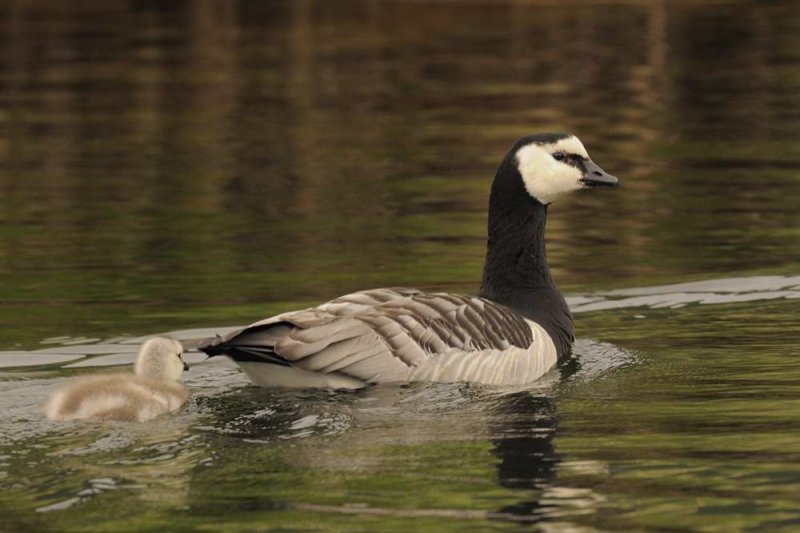 Barnacle Goose  Derwentwater Cumbria