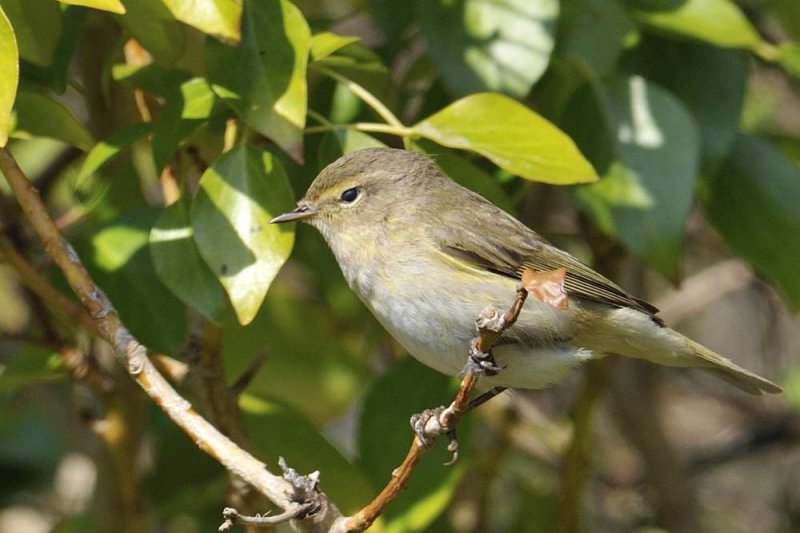 Chiff Chaff    Llandudno