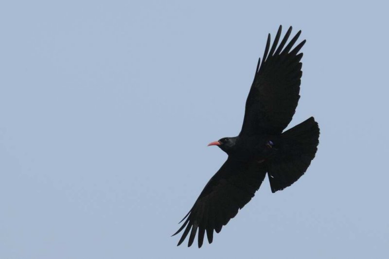 Chough   Wales