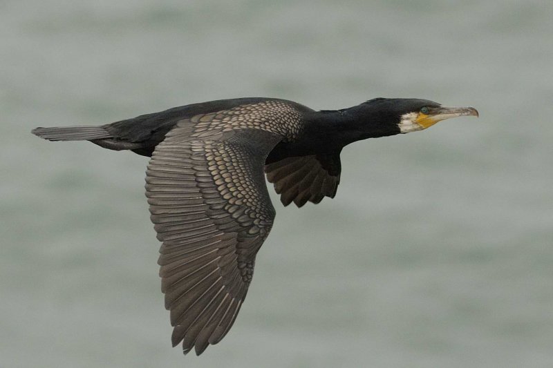 (Great) Cormorant    Wales