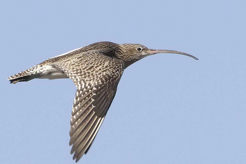 Curlew Conwy RSPB