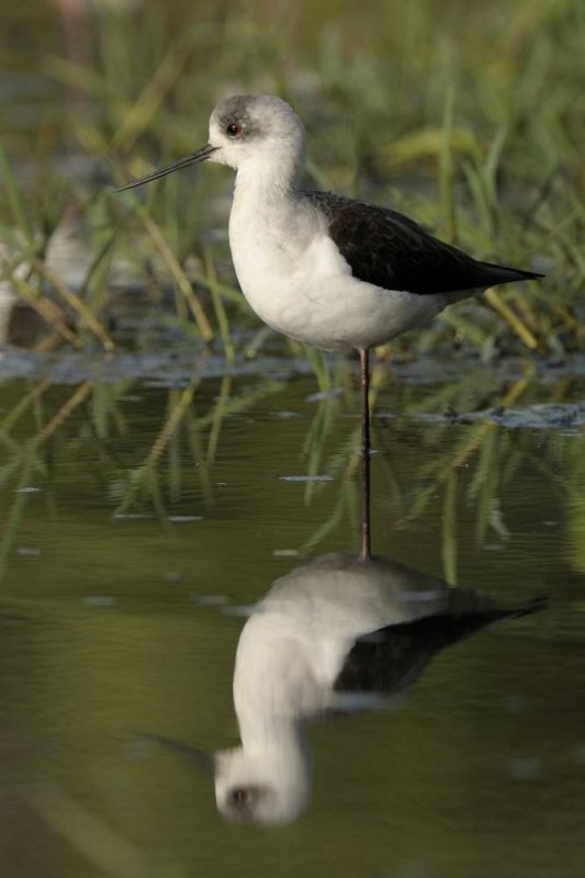 Black Winged Stilt  Gambia