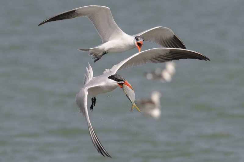 Caspian Tern  Gambia