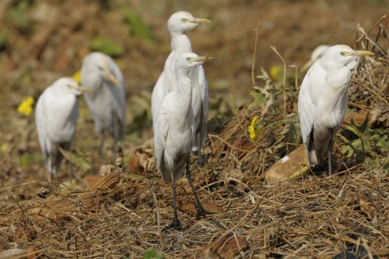 Cattle Egret  Gambia