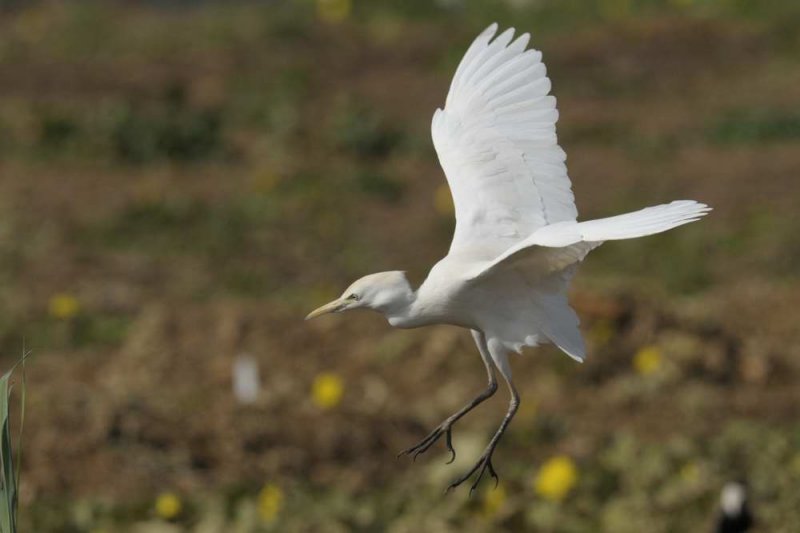 Cattle Egret  Gambia