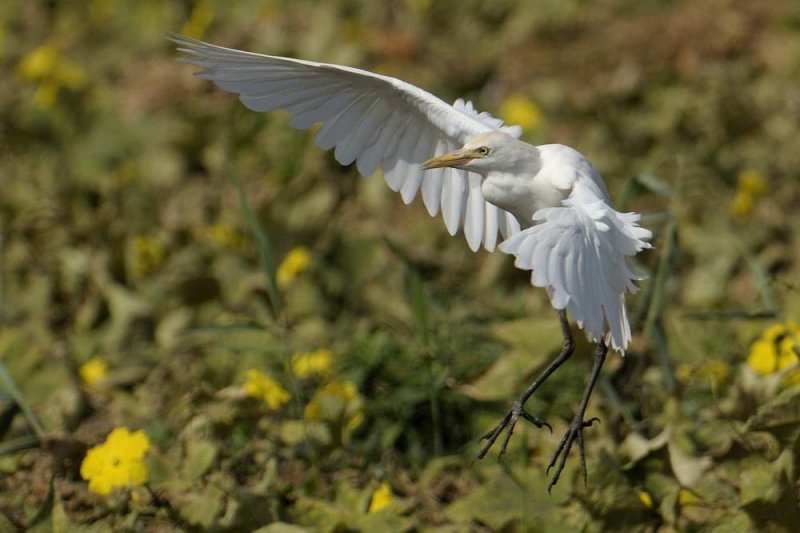 Cattle Egret  Gambia