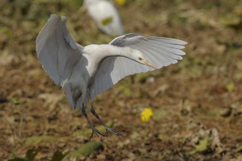 Cattle Egret  Gambia