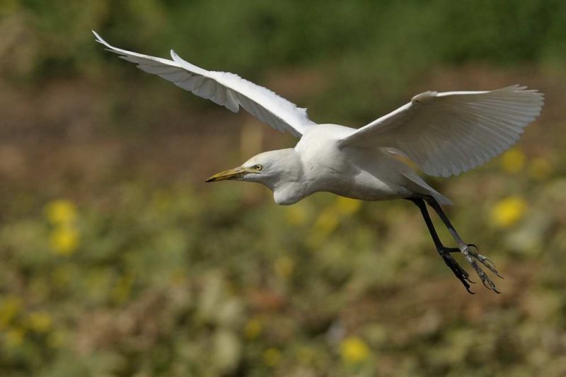 Cattle Egret  Gambia